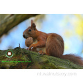 Walnut Kernels Light Color Helften (LH) geschenk van God